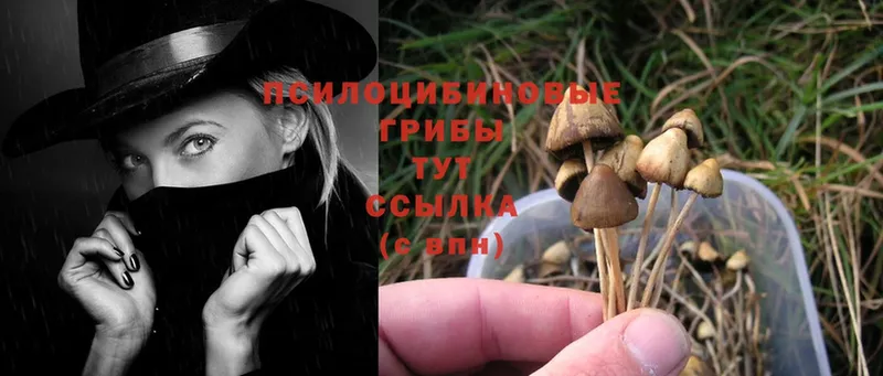 купить наркотики сайты  Ртищево  Псилоцибиновые грибы Psilocybine cubensis 